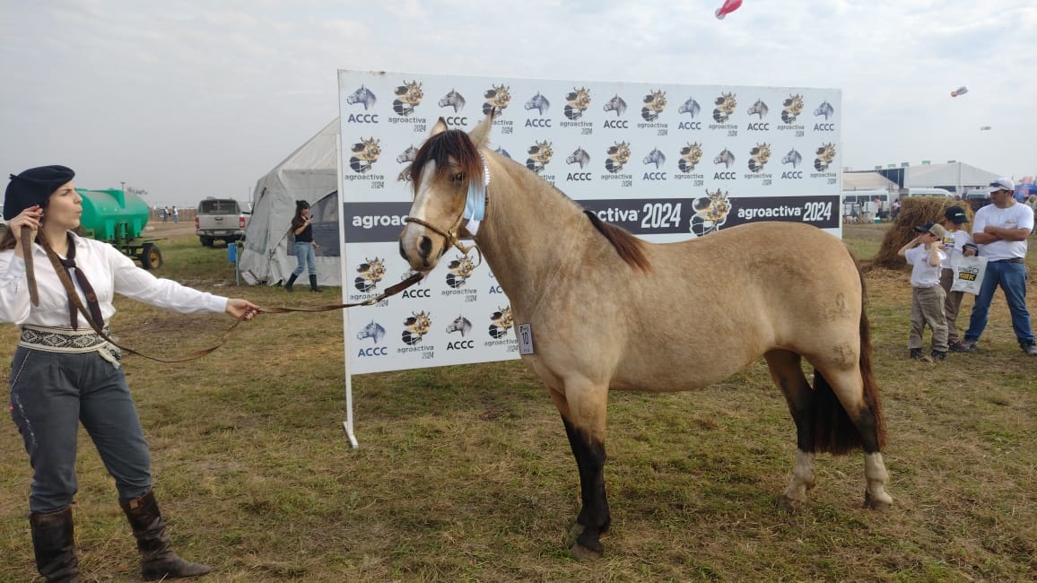 En AgroActiva se desarrollÃ³ la jura de selecciÃ³n de los mejores caballos criollos